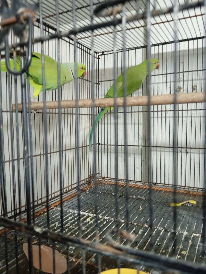 Breeder Pair 1