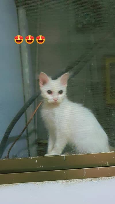 turkish angora cat