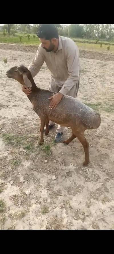 9 Male Turkey Dumbay for Urgent Sale