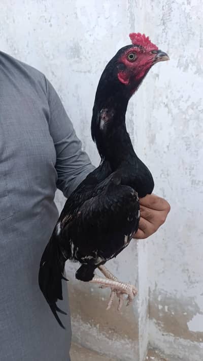 Miawali Aseel Patha