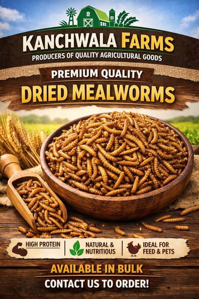 Dried Mealworms A Quality