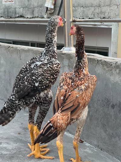 Quality Shamo long height  pair
