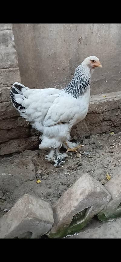 Light Columbian Brahma Blue Columbian Brahma