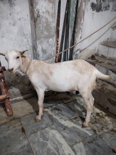 teddy berbari nasal bakra