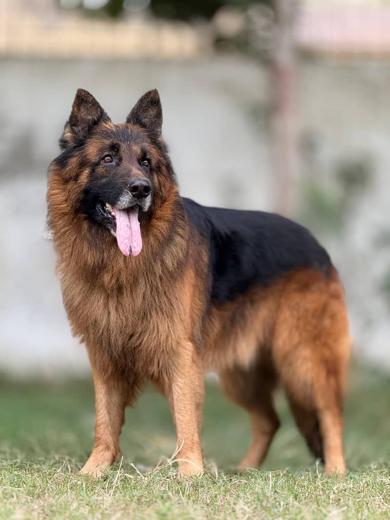 German Shepherd 0