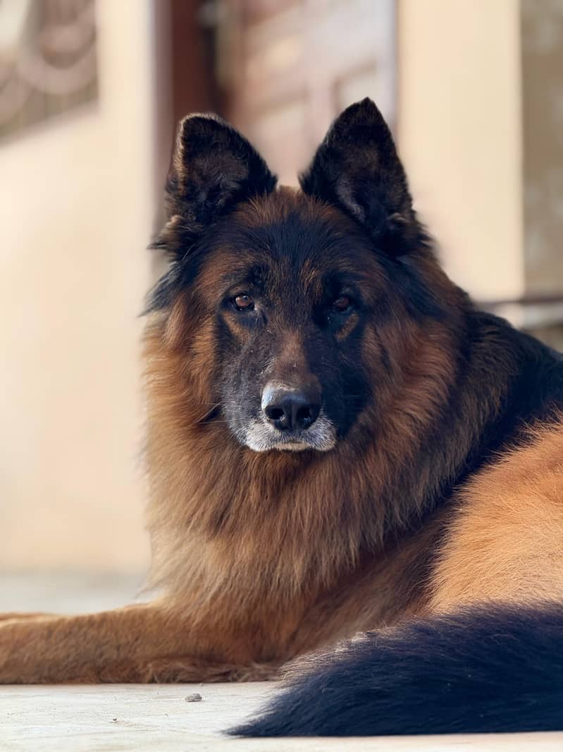 German Shepherd 1