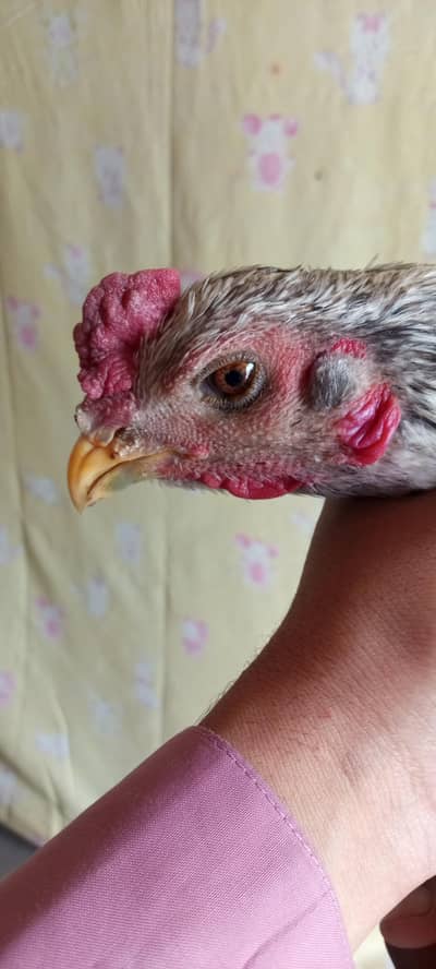 Ice blue dragon long height breeder male