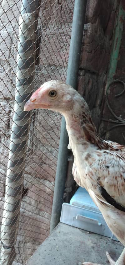 Aseel Pathi for sale