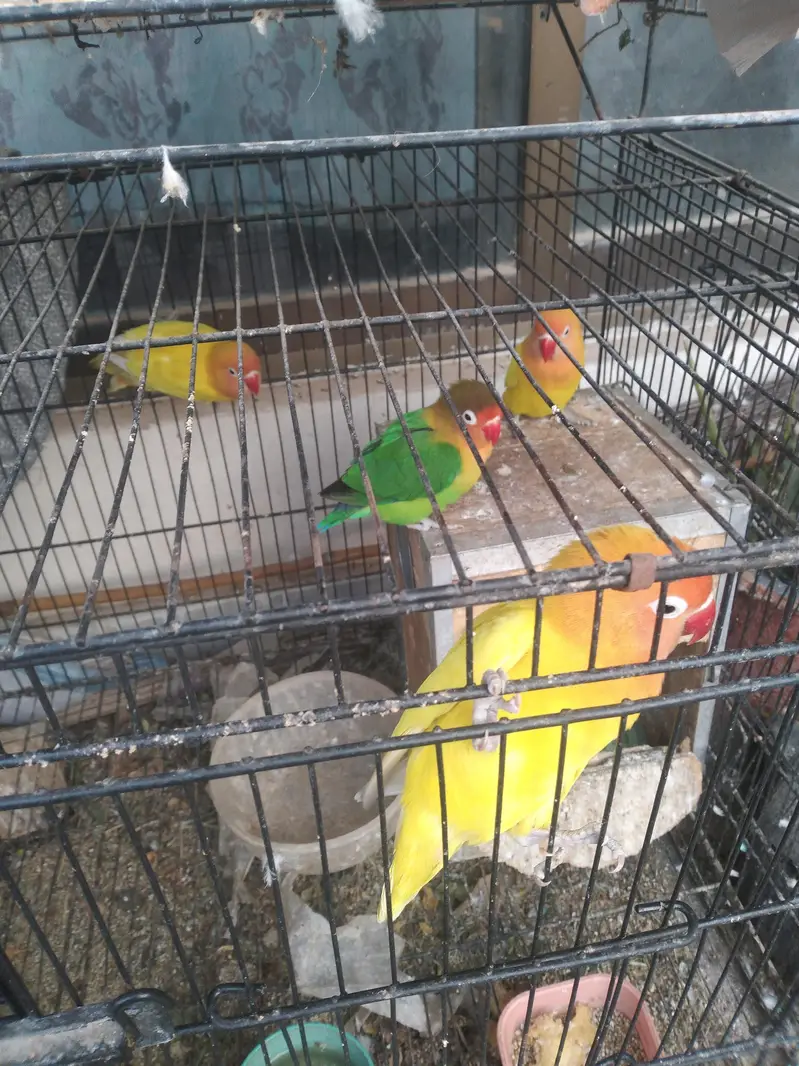 love birds