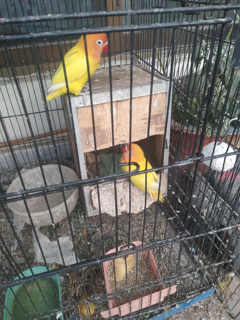 love birds — photo 2
