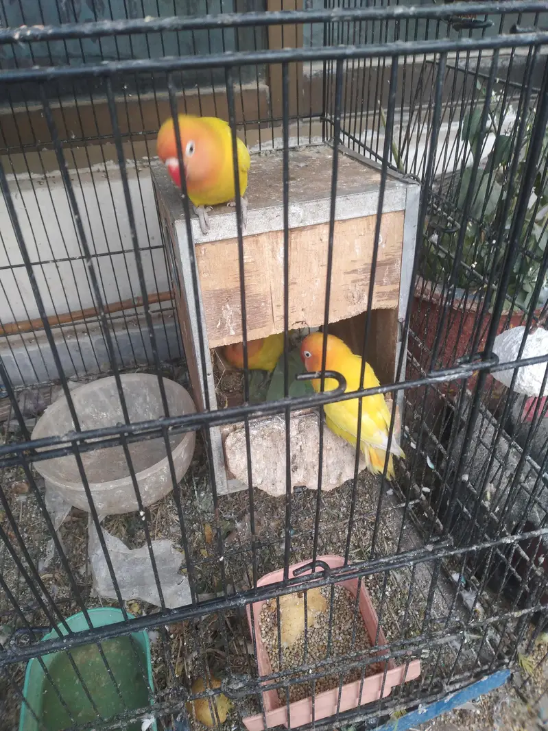 love birds — photo 3