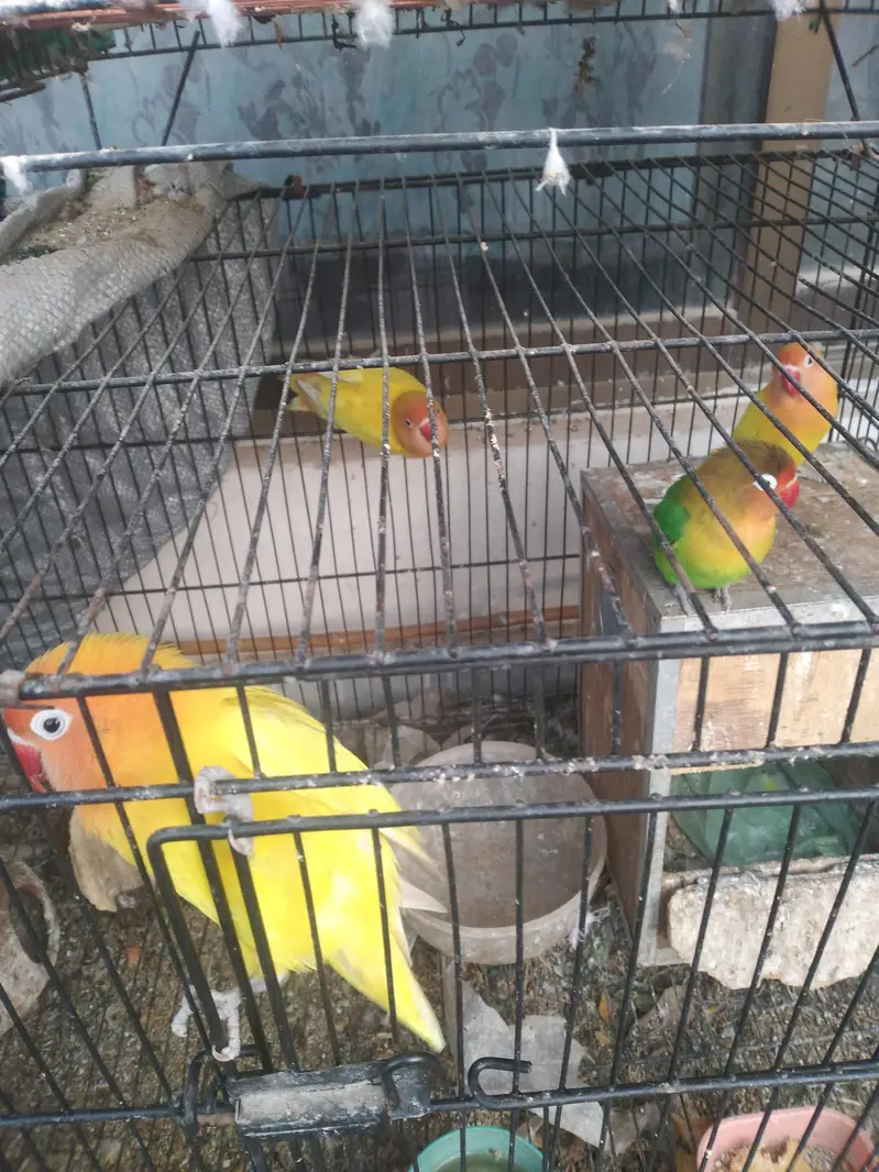 love birds — photo 4