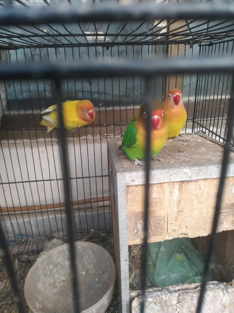 love birds — photo 5