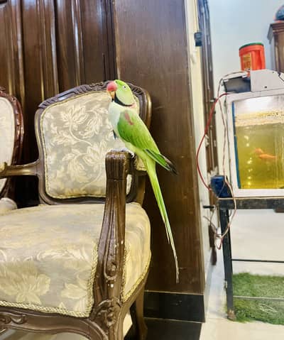 Tame talking Raw perrot