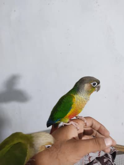 green cheek conure number/0370/6014/183