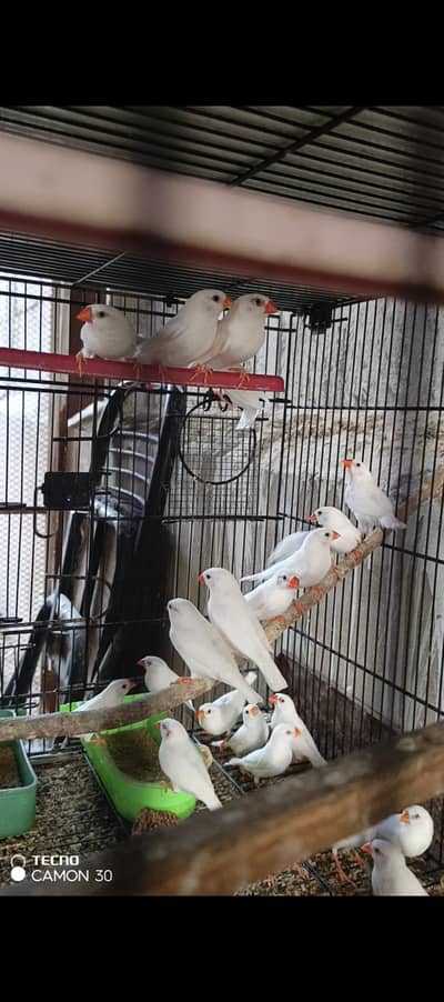 snow white Finch