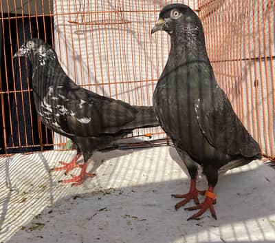Zakh bredr pair for sale
