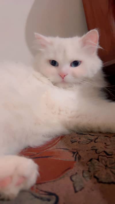 Persian Cat