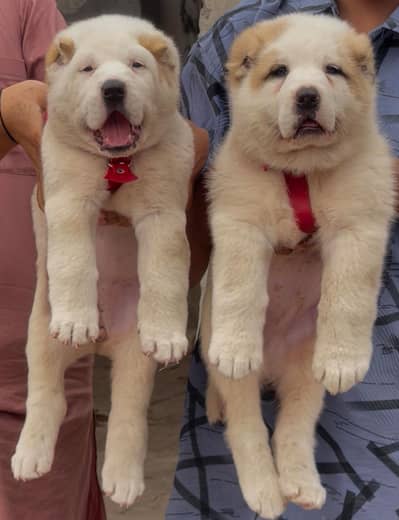 allabhai  dog 2  month for sale Jodi