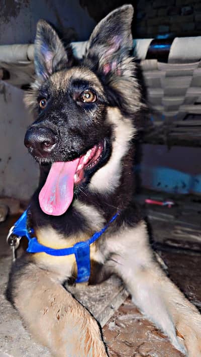 pure breed german shepherd long coat  wathsp 03186853054