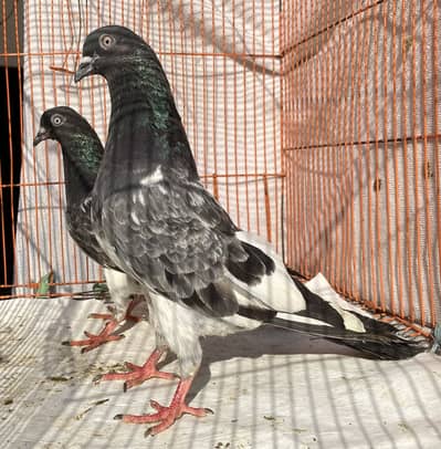 Lal pari bredr pair