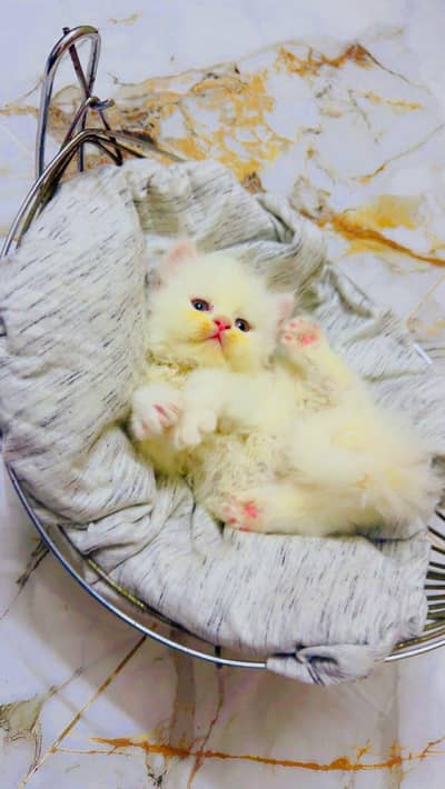 persian cats and kittens for sale wtsapp (0307/710/92/69)