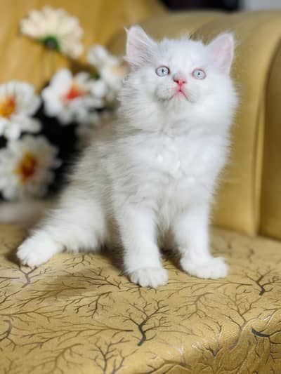 persian cats and kittens for sale wtsapp (0307/710/92/69)
