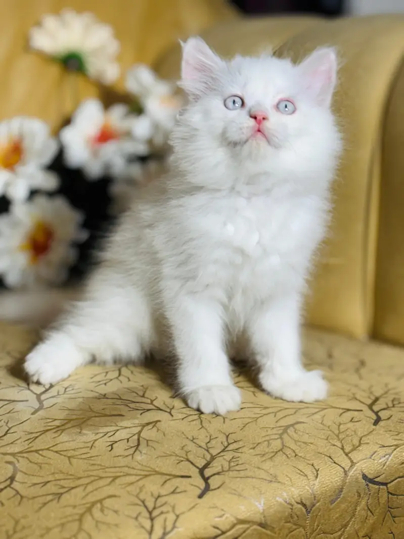 persian cats and kittens for sale wtsapp (0307/710/92/69)