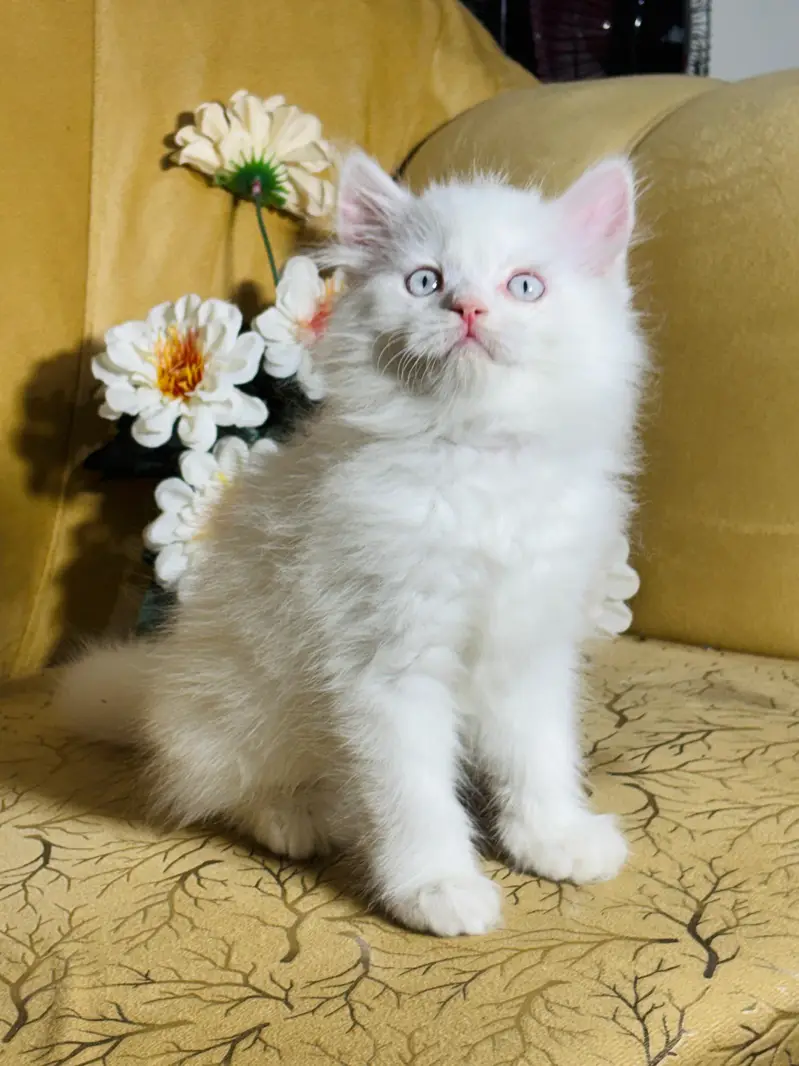 persian cats and kittens for sale wtsapp (0307/710/92/69) — photo 2