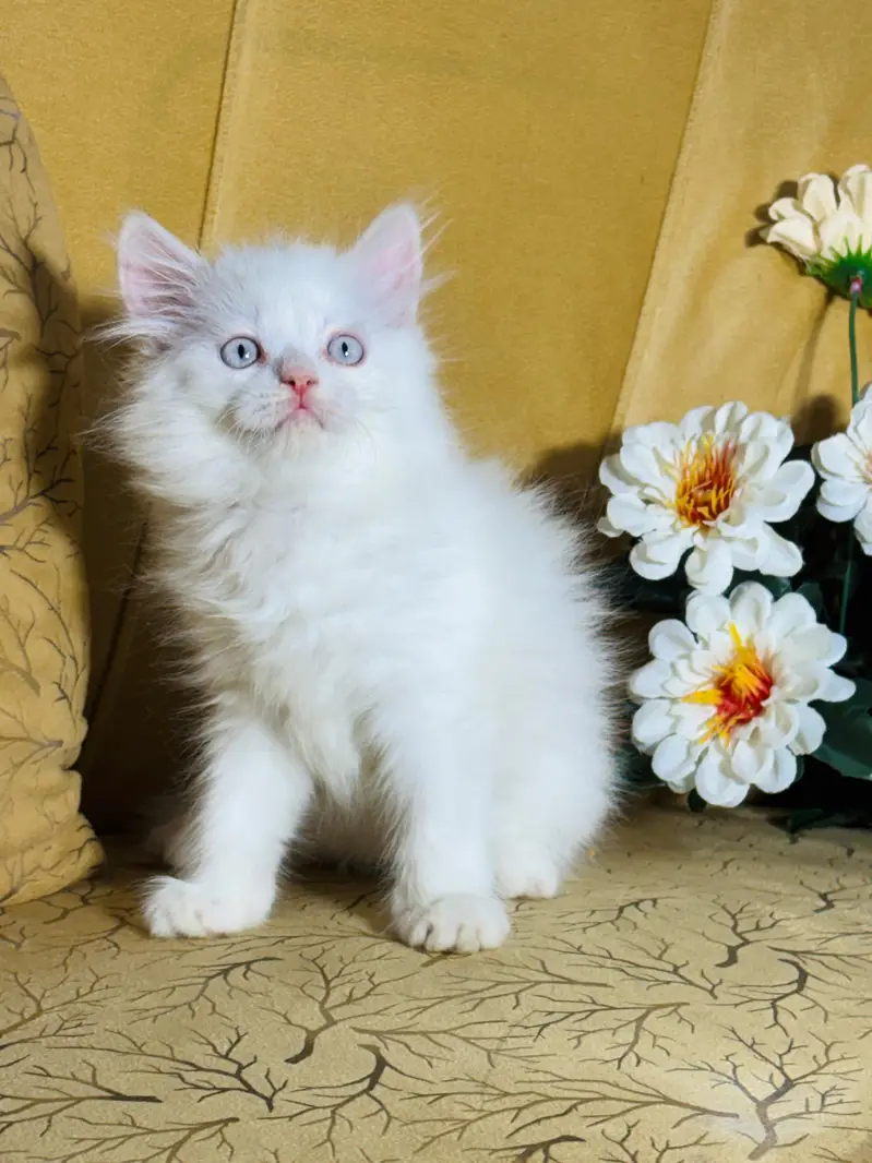persian cats and kittens for sale wtsapp (0307/710/92/69) — photo 3
