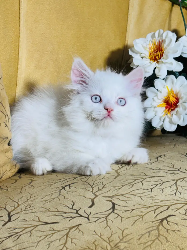 persian cats and kittens for sale wtsapp (0307/710/92/69) — photo 4