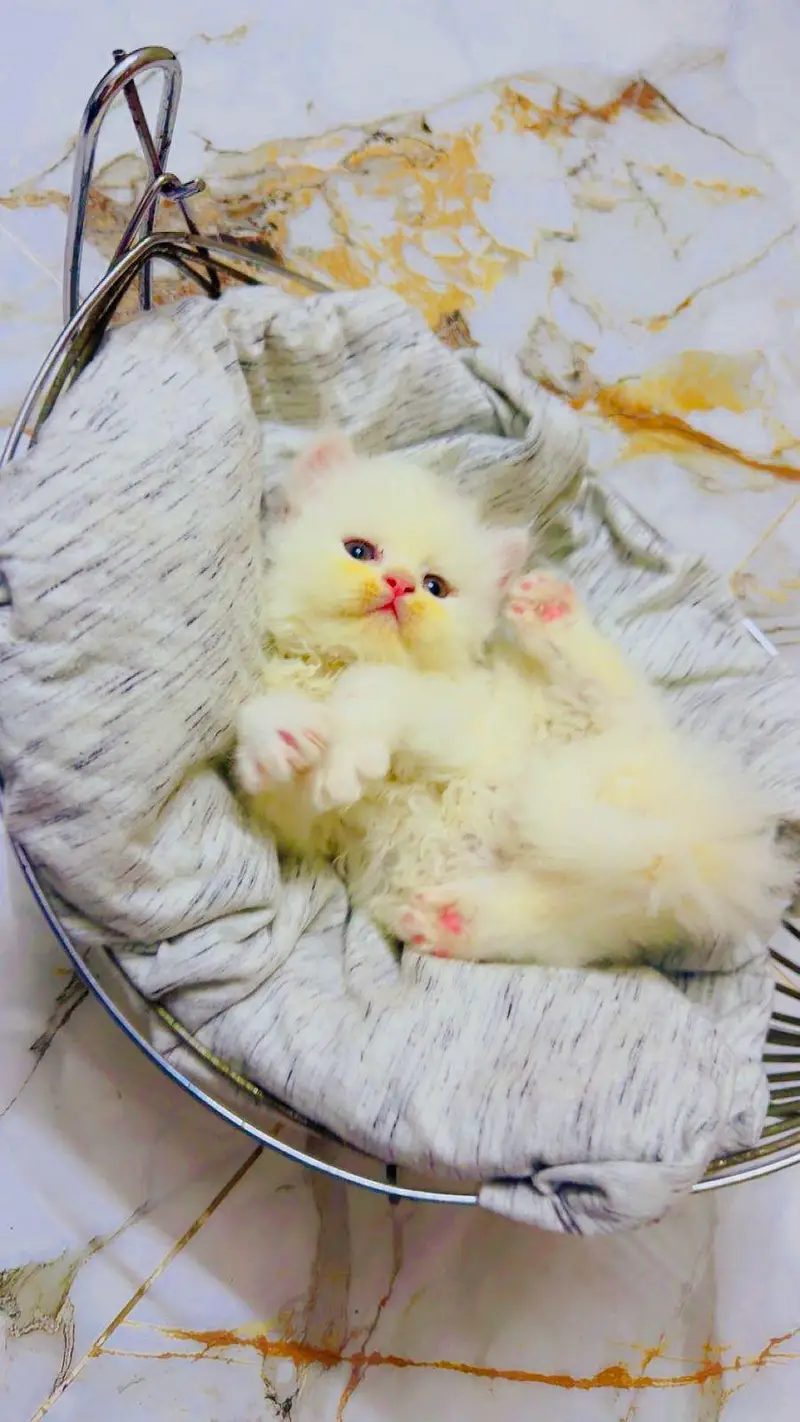 persian cats and kittens for sale wtsapp (0307/710/92/69) — photo 5