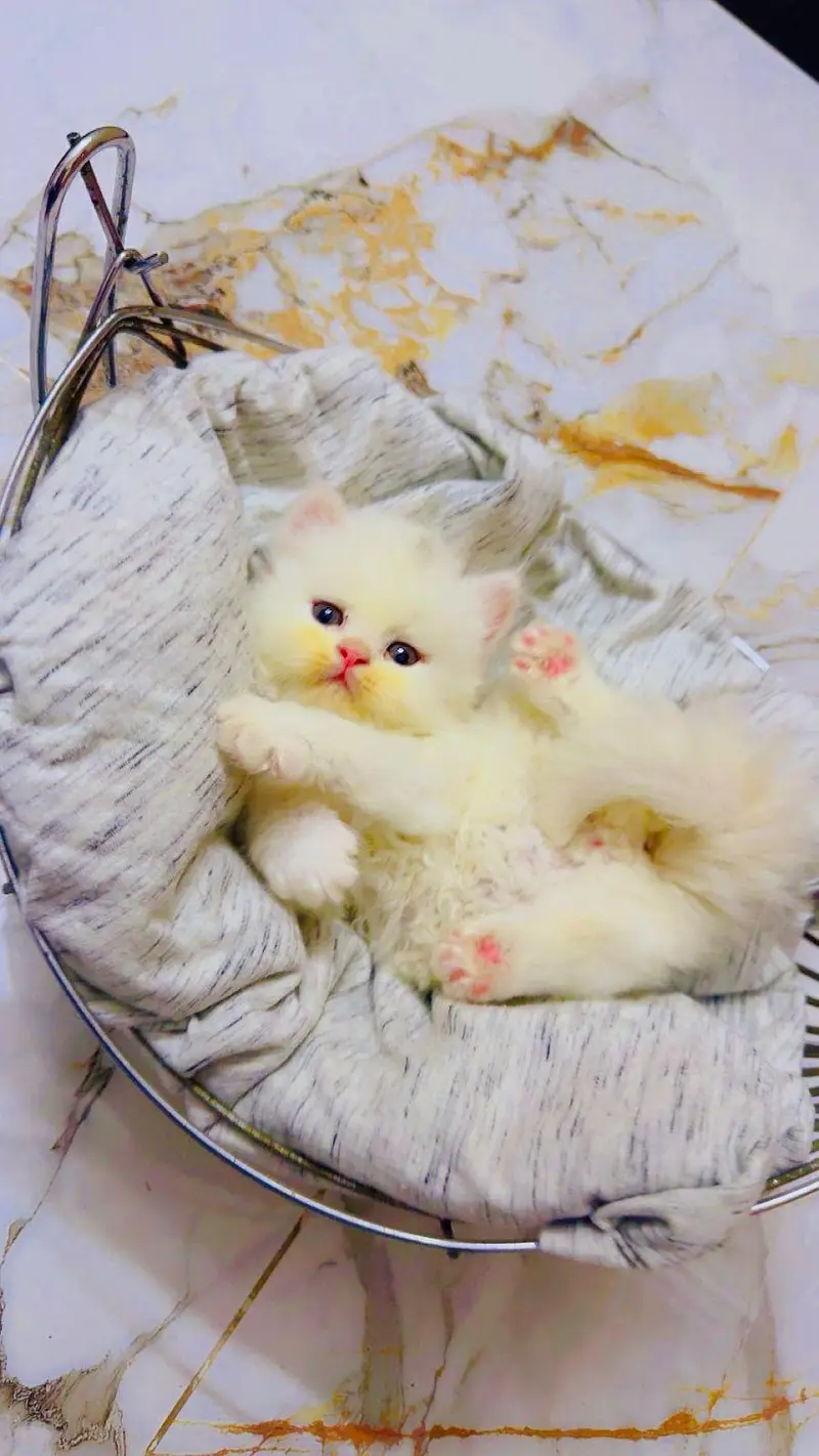 persian cats and kittens for sale wtsapp (0307/710/92/69) — photo 6