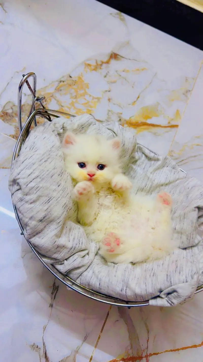 persian cats and kittens for sale wtsapp (0307/710/92/69) — photo 7