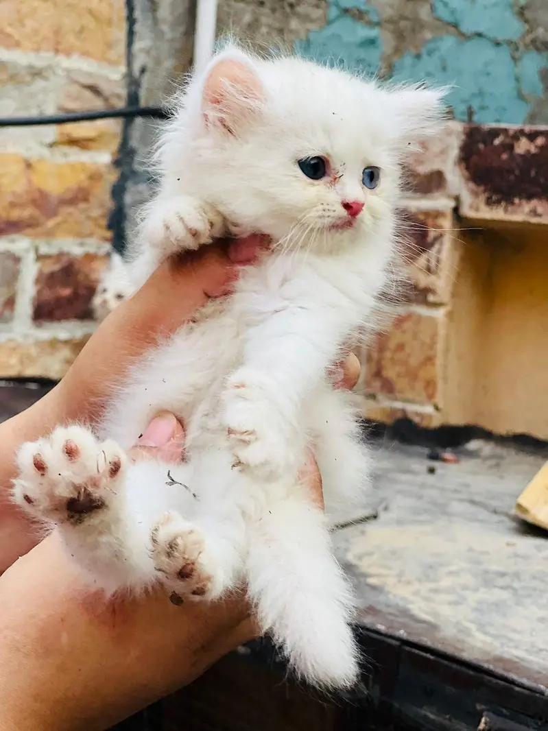 persian cats and kittens for sale wtsapp (0307/710/92/69) — photo 8