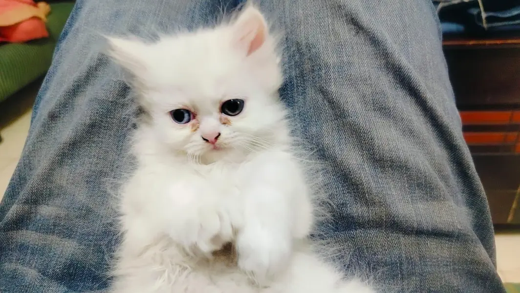 persian cats and kittens for sale wtsapp (0307/710/92/69) — photo 9