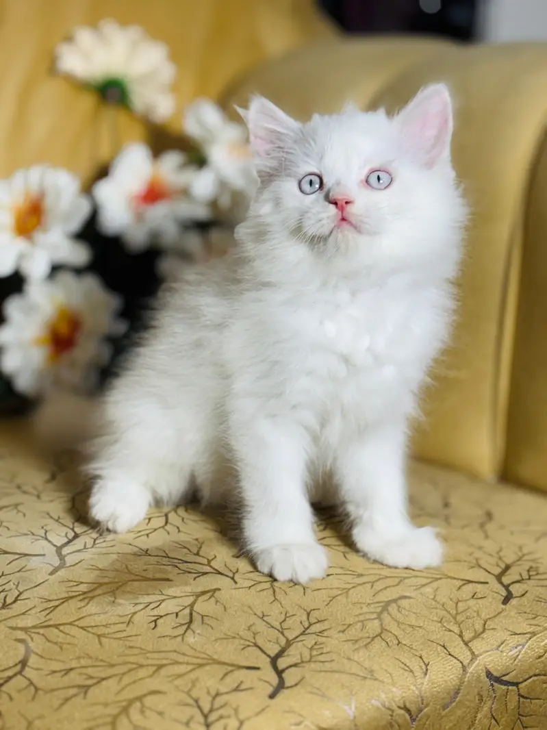 persian cats and kittens for sale wtsapp (0307/710/92/69) — photo 10