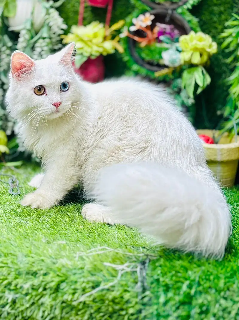 persian cats and kittens for sale wtsapp (0307/710/92/69) — photo 11