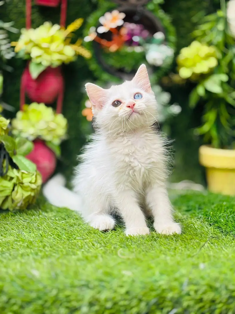 persian cats and kittens for sale wtsapp (0307/710/92/69) — photo 12