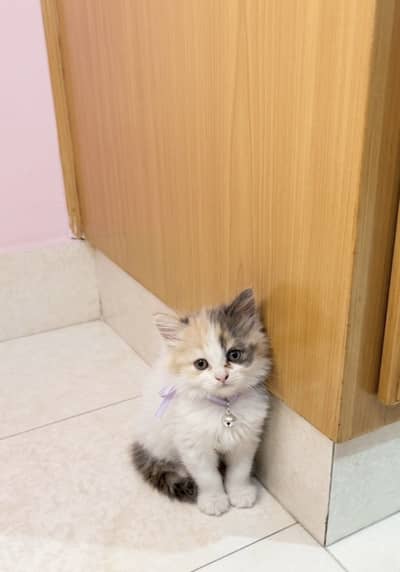Beautiful bi colour persian kitten available