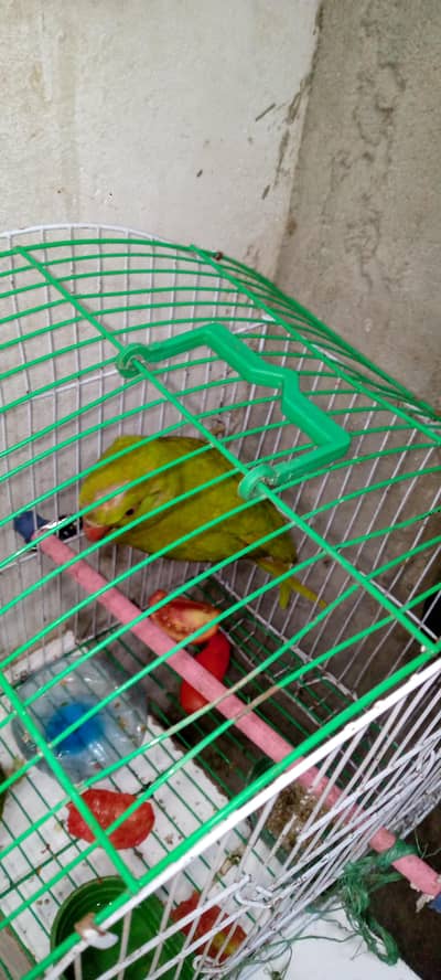 green colour parrot