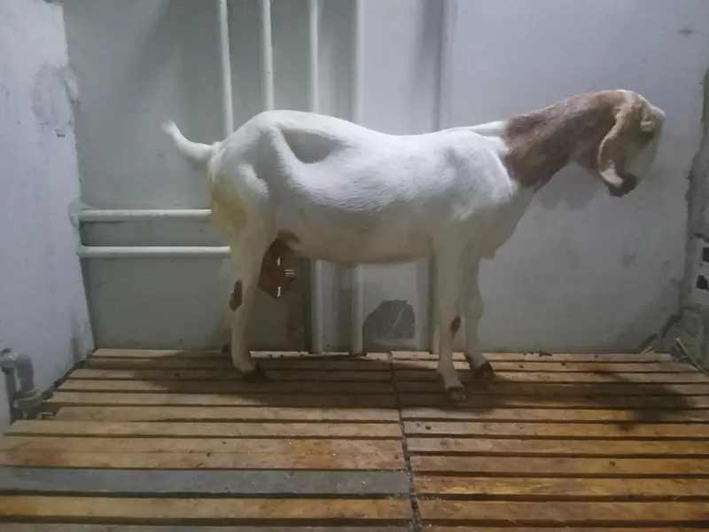 yeh khaali bakrian hain jori hai dono bakrian hain doodh deti hain — photo 2