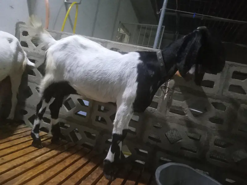 yeh khaali bakrian hain jori hai dono bakrian hain doodh deti hain — photo 4