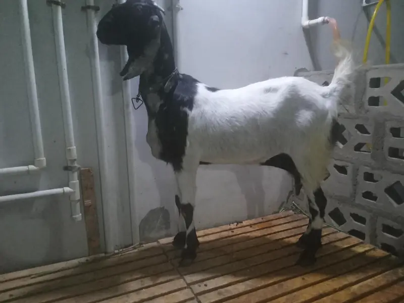 yeh khaali bakrian hain jori hai dono bakrian hain doodh deti hain — photo 6
