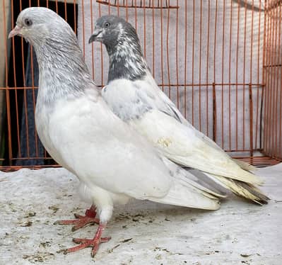 10 bredr jora for sale