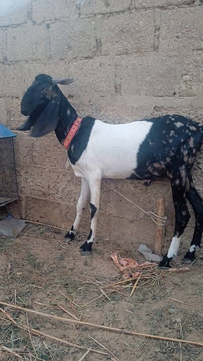 BAKRA AUR DUMBA