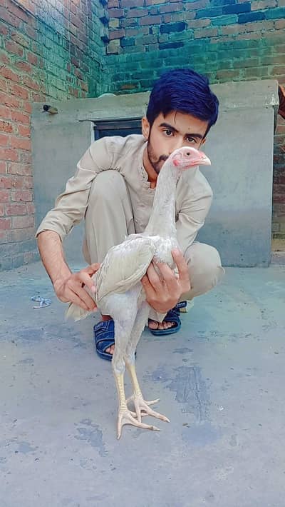 White Shamo Phatta