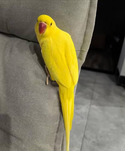 yellow parrort