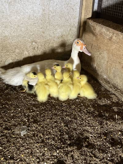 Paper white moscovy baby available for sale