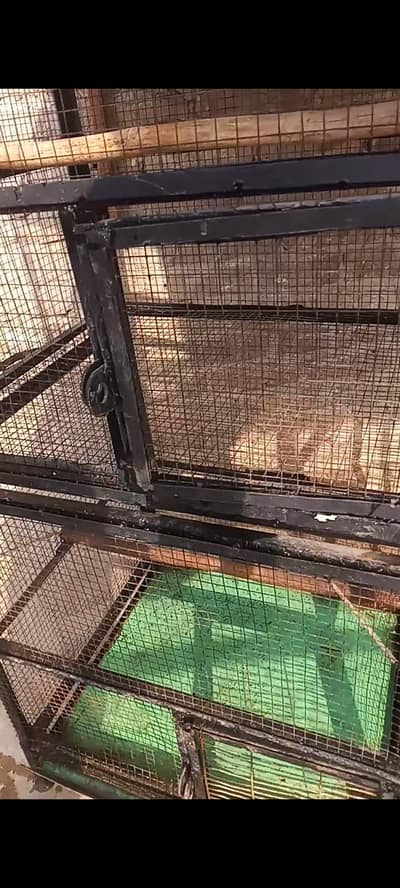 Parrot Cage